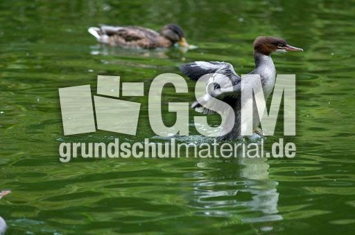 Gänsesäger (6 von 7).jpg